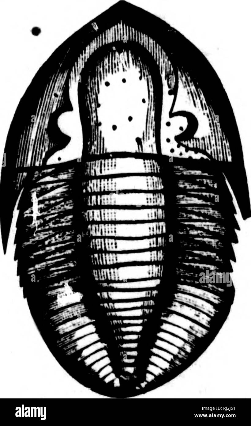 . An introduction to zoology [microform] : for the use of high schools. Zoology; Zoologie. Piff. IS^.-Trilobite-fhase of Limulus. (After Kintcsley).. Fig. 135.—Asajihhtis Canadensis.- .Chapman. Utica Foitnation. 16. Bctih the Trilobites and Limulus have generally been considered as Crustacea, but many points in the structure and U I ' I • ri i''^ I,. Please note that these images are extracted from scanned page images that may have been digitally enhanced for readability - coloration and appearance of these illustrations may not perfectly resemble the original work.. Wright, R. Ramsay (Robert Stock Photo