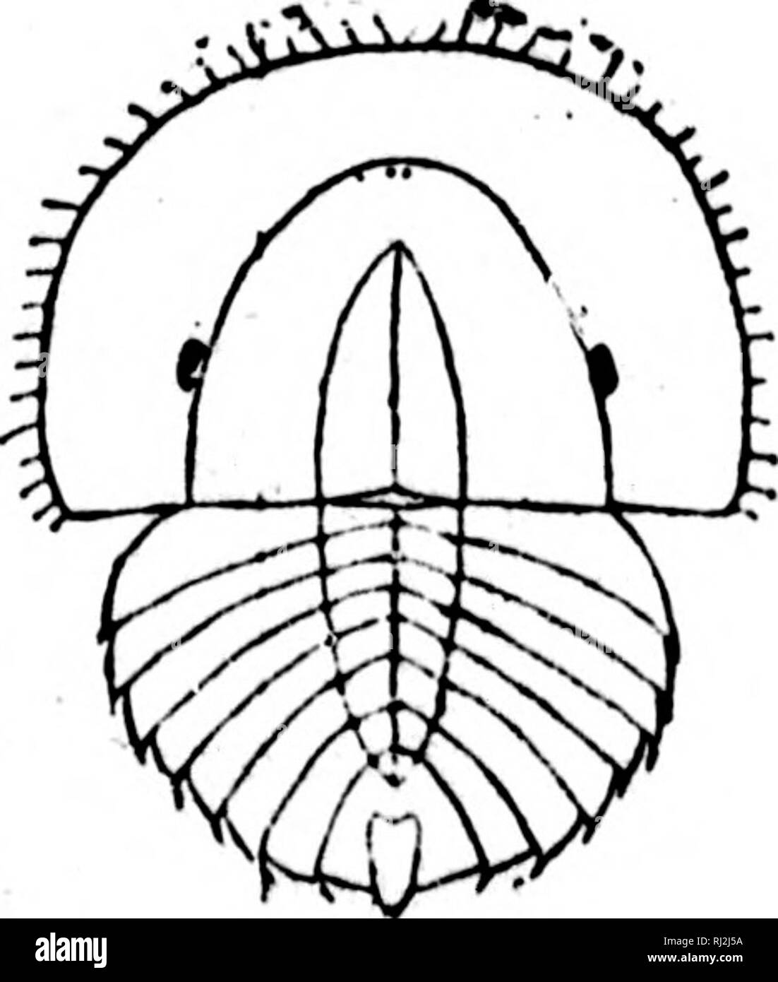 . An introduction to zoology [microform] : for the use of high schools. Zoology; Zoologie. Fisr. 133. Limulus poli/phemus. s« the Palaeozoic period. (Fig, 135). &gt;. Piff. IS^.-Trilobite-fhase of Limulus. (After Kintcsley).. Please note that these images are extracted from scanned page images that may have been digitally enhanced for readability - coloration and appearance of these illustrations may not perfectly resemble the original work.. Wright, R. Ramsay (Robert Ramsay), 1852-1933. Toronto : Copp, Clark Stock Photo