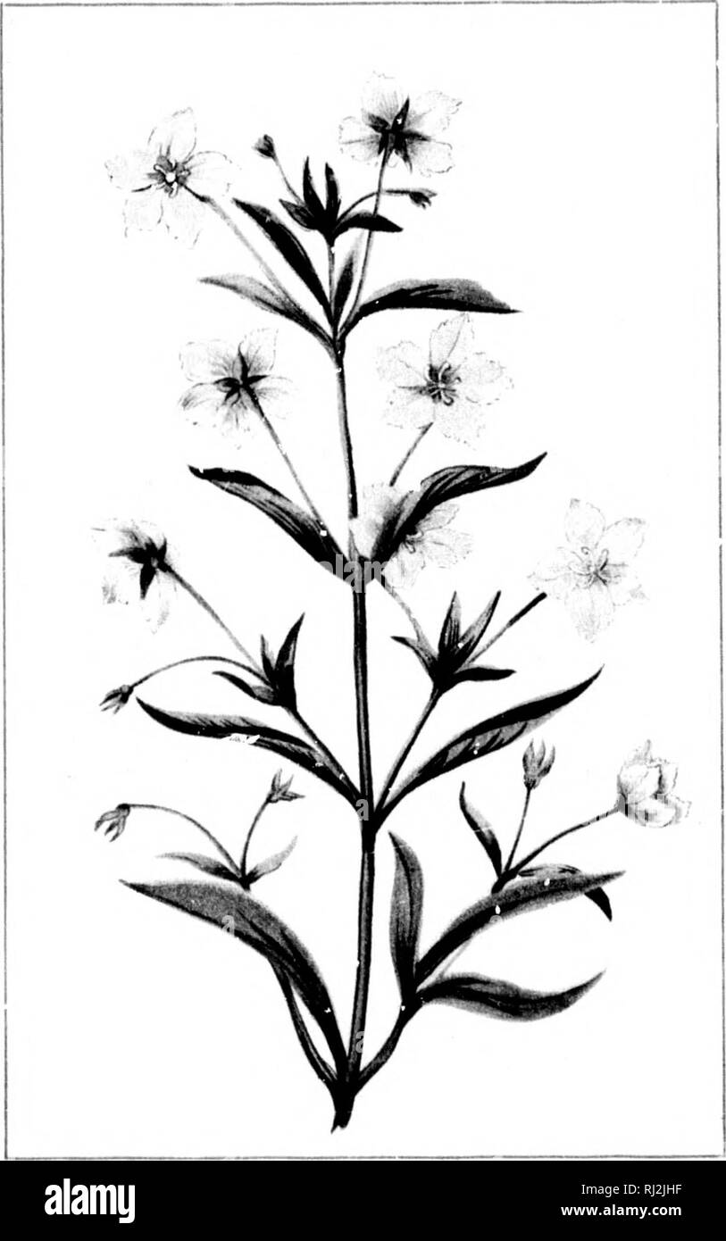 . Wild flowers of Canada [microform]. Wild flowers; Flowers; Botany; Fleurs sauvages; Fleurs; Botanique. 'h — 87- TURTLE-HEAD. CHELOHE OLABHA — 88 — LANCE-LEAVED LOOSESTRIFE, STEIRONEM* LANCEOLATUM.. Please note that these images are extracted from scanned page images that may have been digitally enhanced for readability - coloration and appearance of these illustrations may not perfectly resemble the original work.. Iles, George, 1852-1942. Montreal : Montreal Star Stock Photo