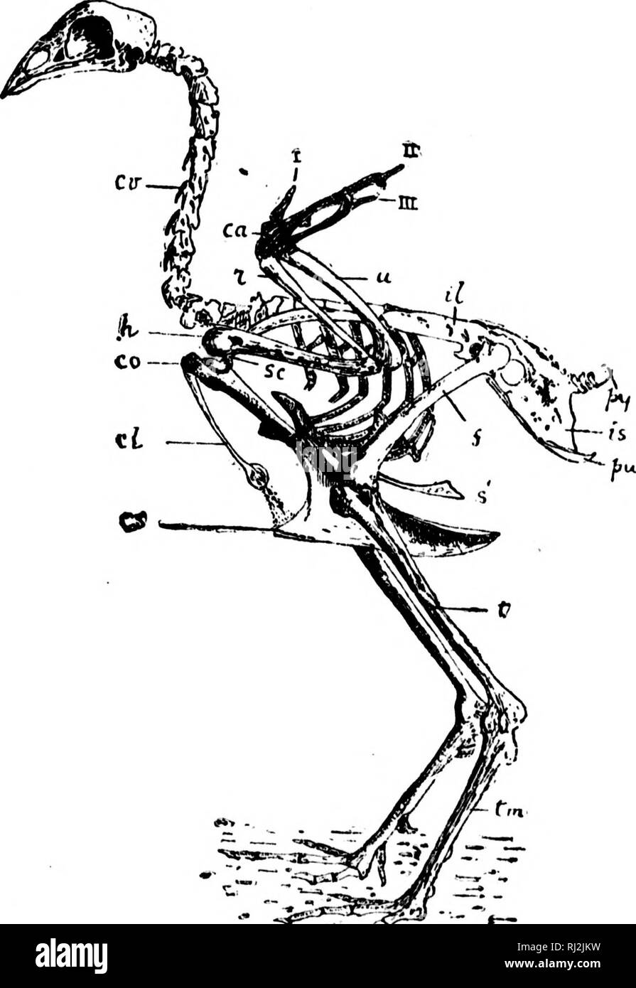 . An introduction to zoology [microform] : for the use of high schools. Zoology; Zoologie. HIGH SCHOOL zooLOuy. 125 ! 0 h. I 'â¢y-l ) 'â â it â¢#' â li â ^ â&quot;-^-^^ ' &quot;..â¢-''-. Fi}?. 93.âSkeleton of Fowl. cv. cen ical vertebnii; h. huiiienis; r, u. nidiiiH and ulna ; cu carpus ;7I. pollex ; II index ; HI. middle finifer ; co. coracoid : so. Â«i;upula, el. clavielc ; cs. eresb of Hterndin ; Â»â . one of the process's of ihe Inxly of iheMternuiu ; il. ilium ; .y. ischium ; pu pubis; py. pyj^ostyle ; f. femur ; t. tibia uud libula; tuu toroo lutitatatds. â '*&gt;'â Hi,, ,, i. Please not Stock Photo