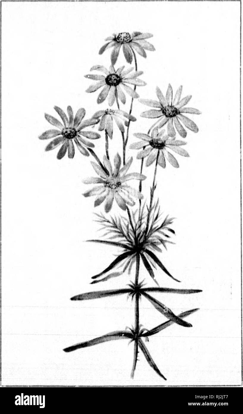 . Wild flowers of Canada [microform]. Wild flowers; Flowers; Botany; Fleurs sauvages; Fleurs; Botanique.  ^ £n^ ^hv lA miT ^isl^Xi M 1 m m P &gt;^j| /. — 71 — RATTLESNAKE ROOT. PHEMANTHES ALBA. AUGUST - 72 — SANDPAPER STARWORT. ASTER UNARIIFOLIUS. StPTtMBER.. Please note that these images are extracted from scanned page images that may have been digitally enhanced for readability - coloration and appearance of these illustrations may not perfectly resemble the original work.. Iles, George, 1852-1942. Montreal : Montreal Star Stock Photo