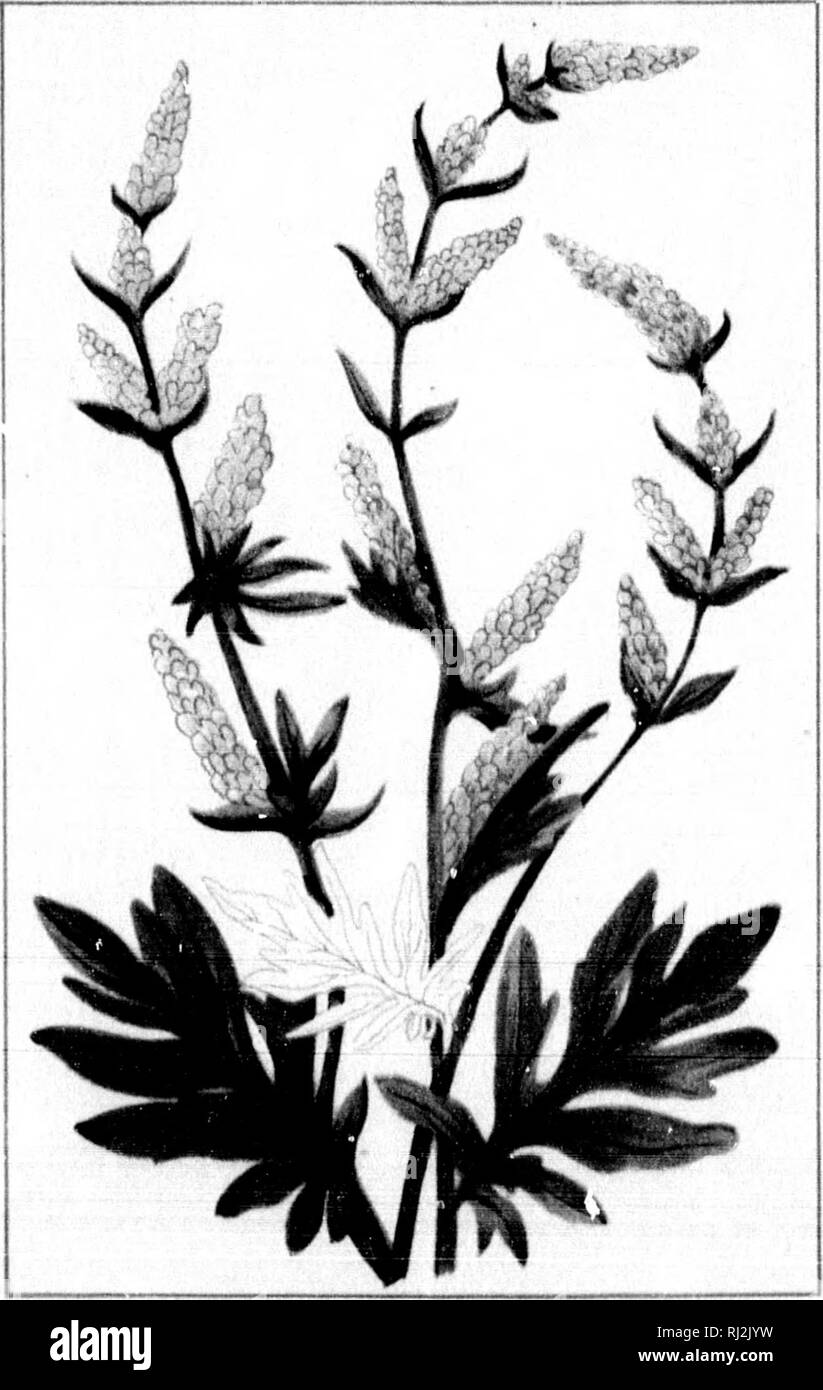 . Wild flowers of Canada [microform]. Wild flowers; Flowers; Botany; Fleurs sauvages; Fleurs; Botanique. â H fei. â 61 â 8HIN-LEAF. PVKOLA ELUPTtC*. JUNE. -62 â COMMON MUQWORT. ARTEMISIA VULOARIS. JULV.. Please note that these images are extracted from scanned page images that may have been digitally enhanced for readability - coloration and appearance of these illustrations may not perfectly resemble the original work.. Iles, George, 1852-1942. Montreal : Montreal Star Stock Photo
