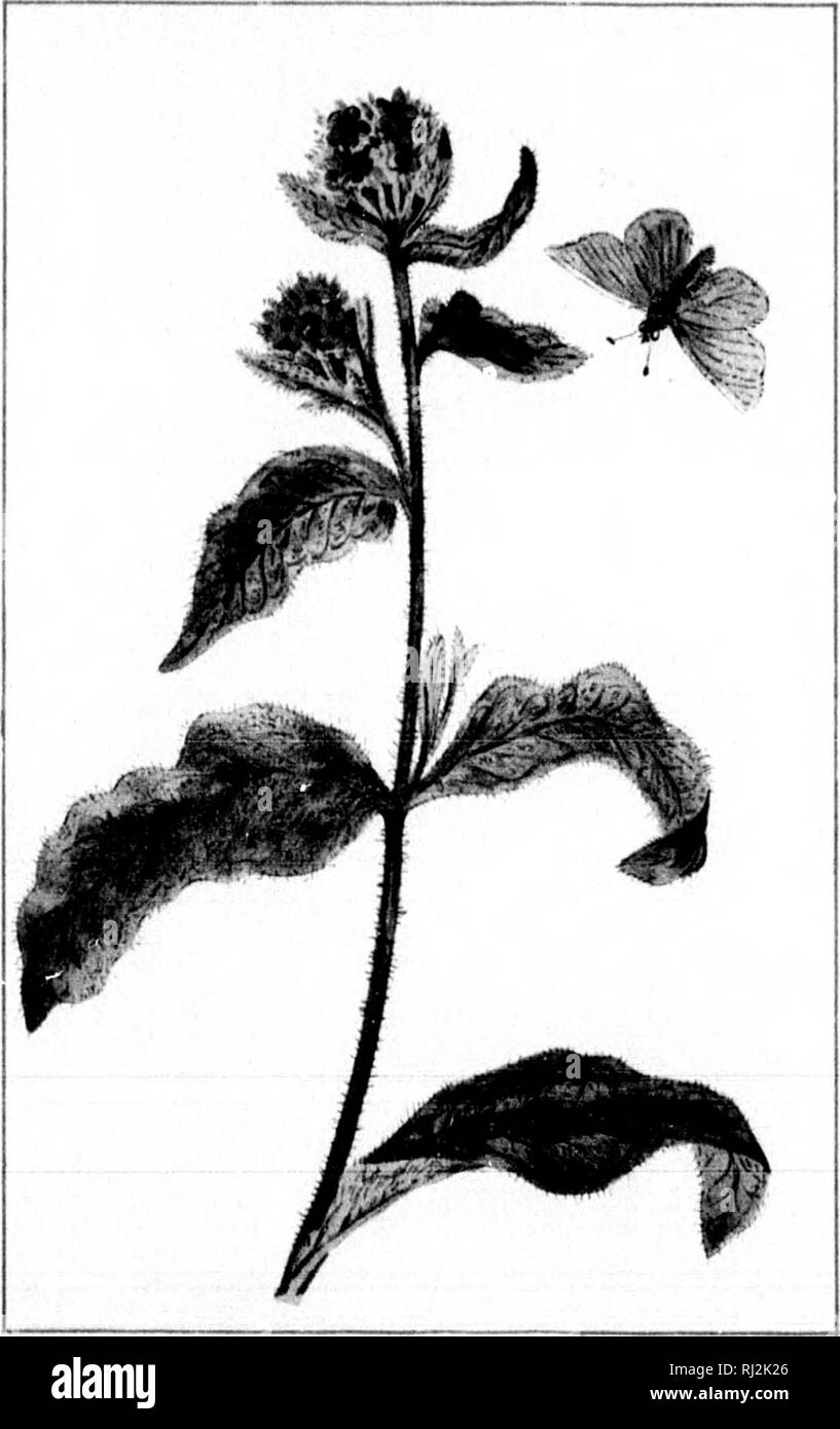 . Wild flowers of Canada [microform]. Wild flowers; Flowers; Botany; Fleurs sauvages; Fleurs; Botanique. — 39 - CENOTHERA BIENNIS. EVENINQ PRIMROSE. JULY — 40 — LYCOPSIS ARVENSIS. SMALL BUQLOSS. JULY.. Please note that these images are extracted from scanned page images that may have been digitally enhanced for readability - coloration and appearance of these illustrations may not perfectly resemble the original work.. Iles, George, 1852-1942. Montreal : Montreal Star Stock Photo