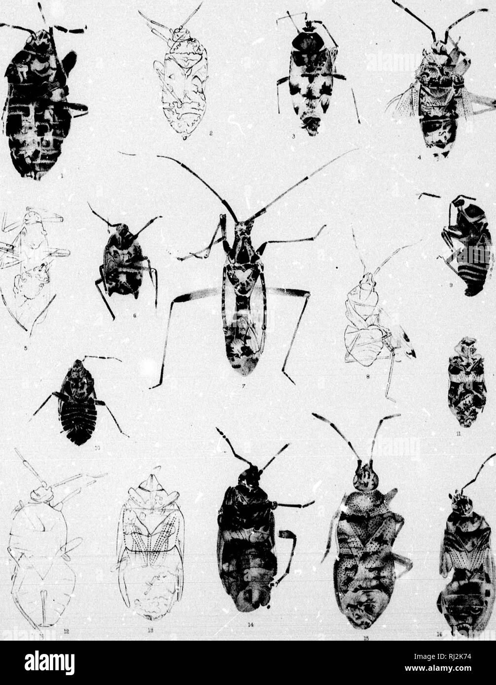The fossil insects of North America with notes on some European