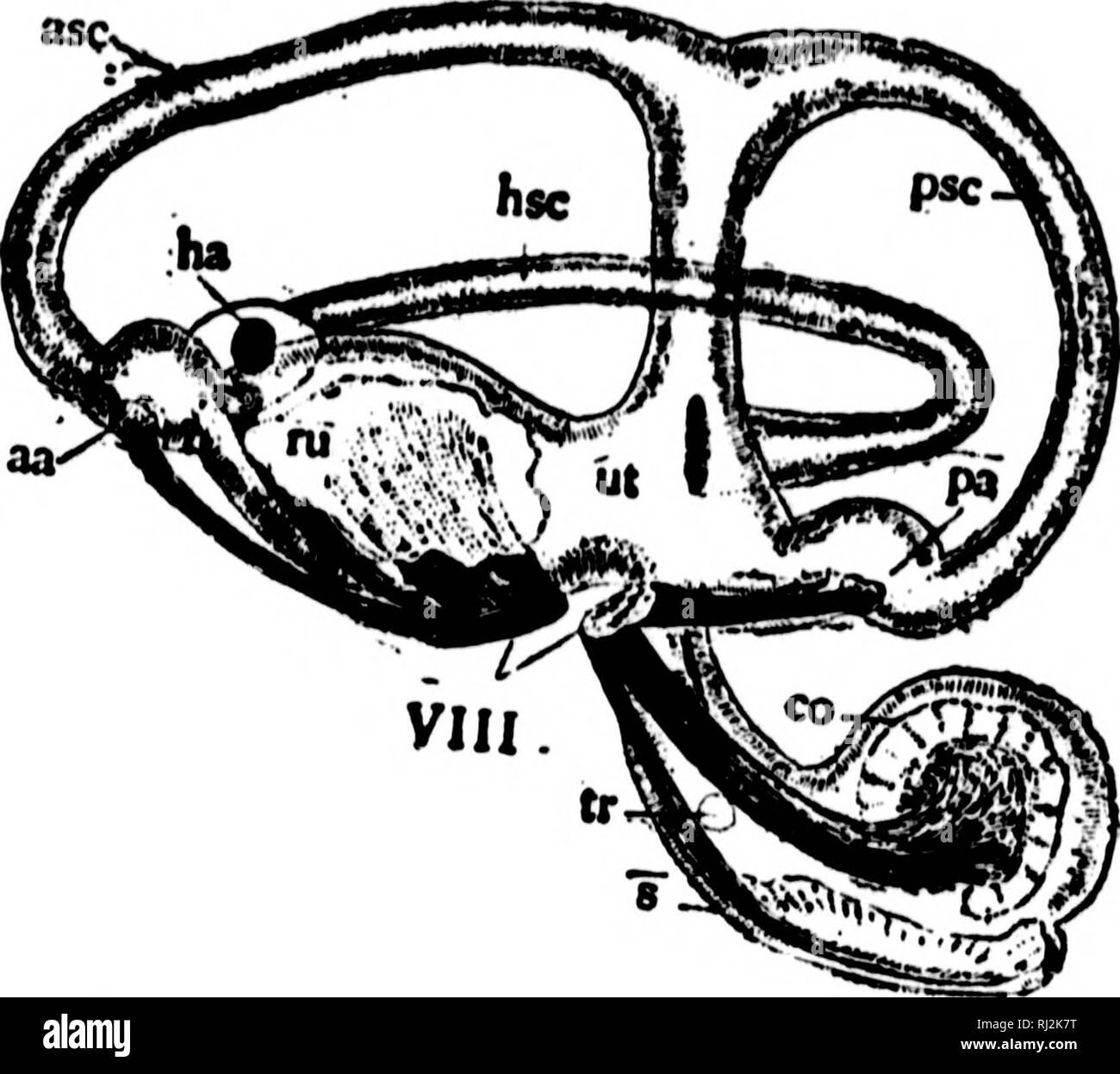 . An introduction to zoology [microform] : for the use of high schools. Zoology; Zoologie. 1IIOII SCHOOL ZOOf.O(!Y. :i7. Fig. 15.—Right Ear of Catnsli, from witJiin. X*. Asc, hso, psc, anterior, horizontal and posterior senii-rircular oarials ; na, ha, pa, thoir ampiillin ; lit, ntricuhiH; rn. rt'cossun utriciili ; VIII, anterior and posterior liranohesof auditory nerve ; co, la^^ena oochlea); 8, Bacculua ; tr, o|&gt;cning of tnvnsverae (liict communicating with the left ear. 46. Of the two parts into wliich the labyrinth is divided, (Fig. 16) the lower is largely concealed by a little shelf p Stock Photo