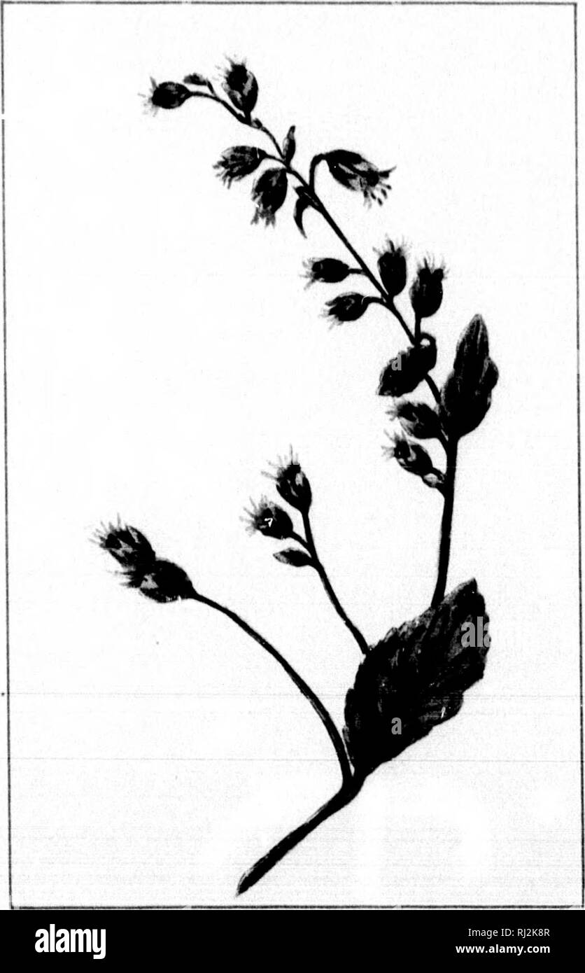 . Wild flowers of Canada [microform]. Wild flowers; Flowers; Botany; Fleurs sauvages; Fleurs; Botanique. — 25 — NEPETA CATARIA. CAT-MINT. JUNE—JULY. — 36 — LOBELIA INFLATA. INDIAN TOtACCO. JUIY. Please note that these images are extracted from scanned page images that may have been digitally enhanced for readability - coloration and appearance of these illustrations may not perfectly resemble the original work.. Iles, George, 1852-1942. Montreal : Montreal Star Stock Photo
