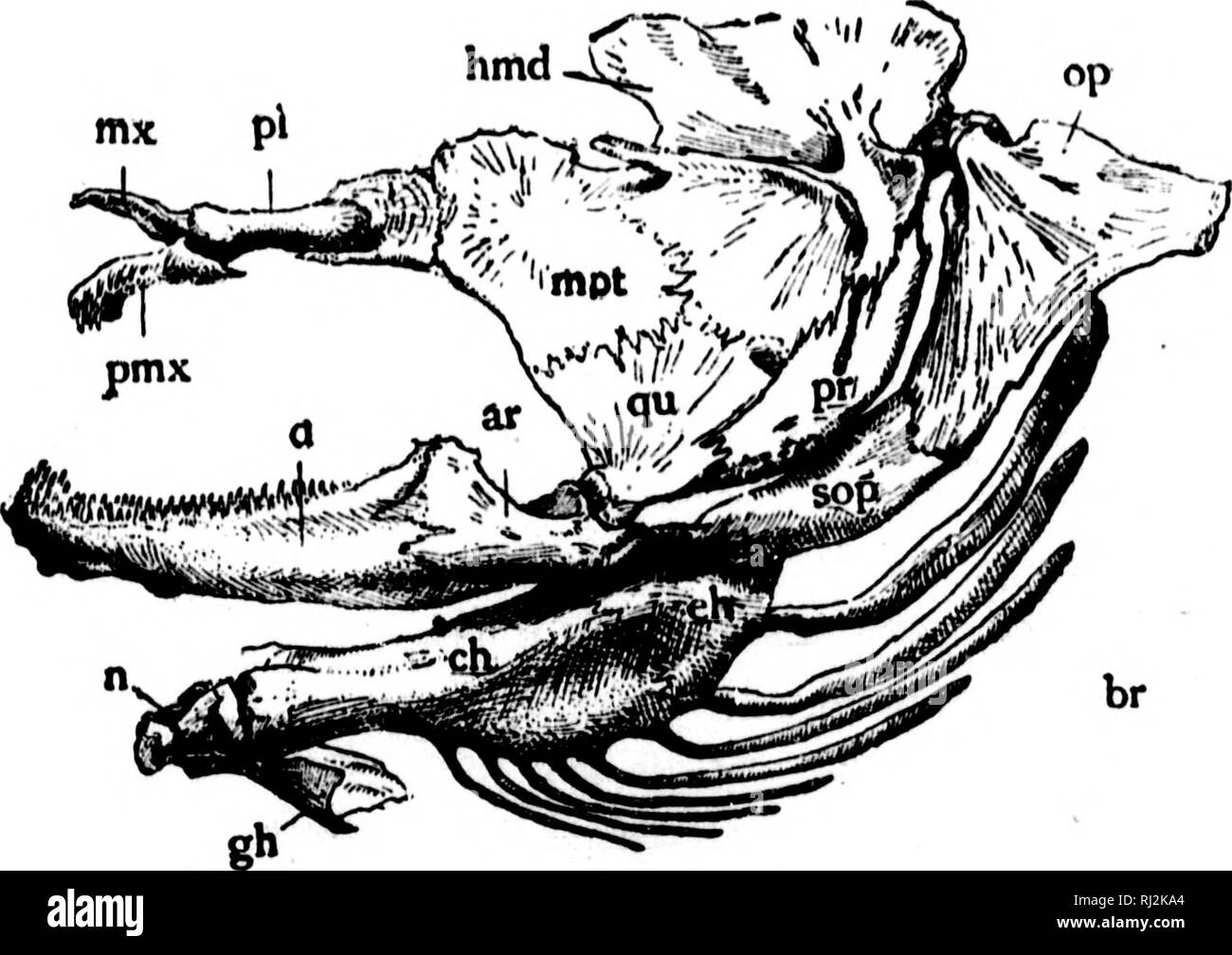. An introduction to zoology [microform] : for the use of high schools ...
