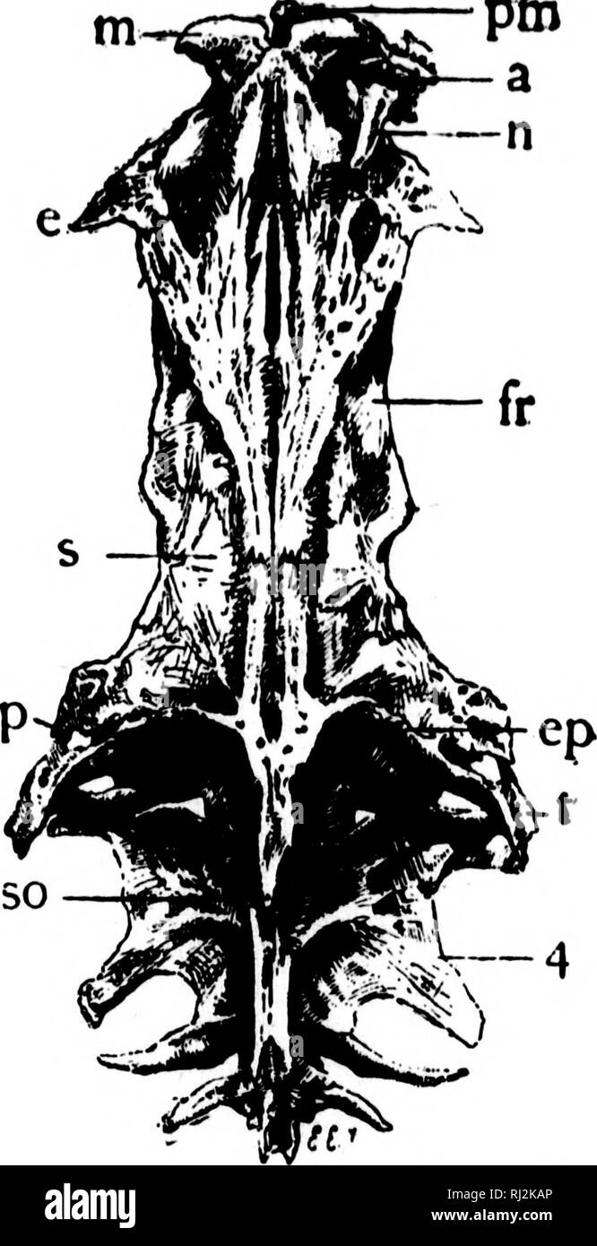 . An introduction to zoology [microform] : for the use of high schools. Zoology; Zoologie. HIGH SCHOOL ZOOLOGY, 21 these kinds may Ih5 closely iiieori)omt(Hl with thoso of the first category. 17. An inspection of the cranium from the upper surface (Fig. 6) discloses in the middle line two slits (the anterior and pm. Fig. 6.—Cranium and Anterior Vertebrro of Catfish from above. M. mesethinoid ; pm. preniaxilla; a. antorbital; n. nasal ; e. parethmoid; fr. frontal; a sphenotic; p. pterotic; ep. epiotic ; t. supraclavicle; so. supraoccipital spine ; 4. transverse process of fourth vertebra. poste Stock Photo