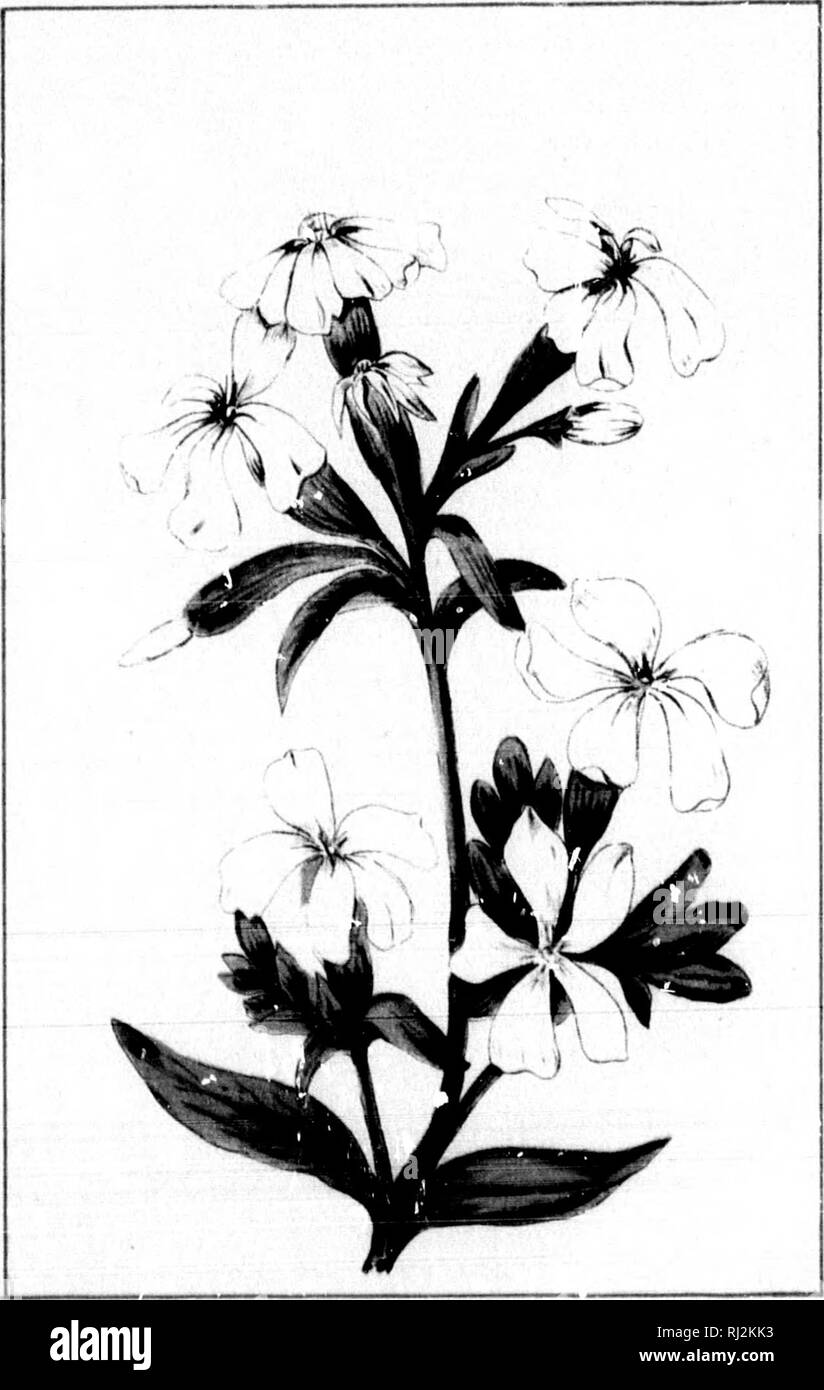. Wild flowers of Canada [microform]. Wild flowers; Flowers; Botany; Fleurs sauvages; Fleurs; Botanique. - &quot;) — STACHV3 PALUSTRIS M«R8H KEDOE-NETTLE. - h .- SAPONABIA OFFICINALIS. BOUNCINQ BET. JUNE--JULV. Please note that these images are extracted from scanned page images that may have been digitally enhanced for readability - coloration and appearance of these illustrations may not perfectly resemble the original work.. Iles, George, 1852-1942. Montreal : Montreal Star Stock Photo