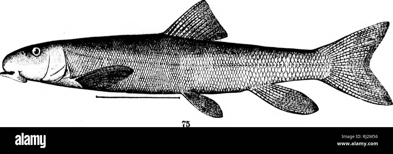. The fishes of North and Middle America [microform] : a descriptive catalogue of the species of fish-like vertebrates found in the waters of North America, north of the Isthmus of Panama. Fishes; Fishes; Poissons; Poissons. &gt; -&gt; 73. Pantostku.s jokdam. (P. 171.)'^ • '^^'-^•t^ /^t^c-Vciit. 74. Catostomi's latii'innis. (P. 174^ / / '..&quot;. CATOSTOMU8 GKISEL'8. (P. 175.) ^j  CU^ '^^ o/ce/i. M. Please note that these images are extracted from scanned page images that may have been digitally enhanced for readability - coloration and appearance of these illustrations may not perfectly r Stock Photo