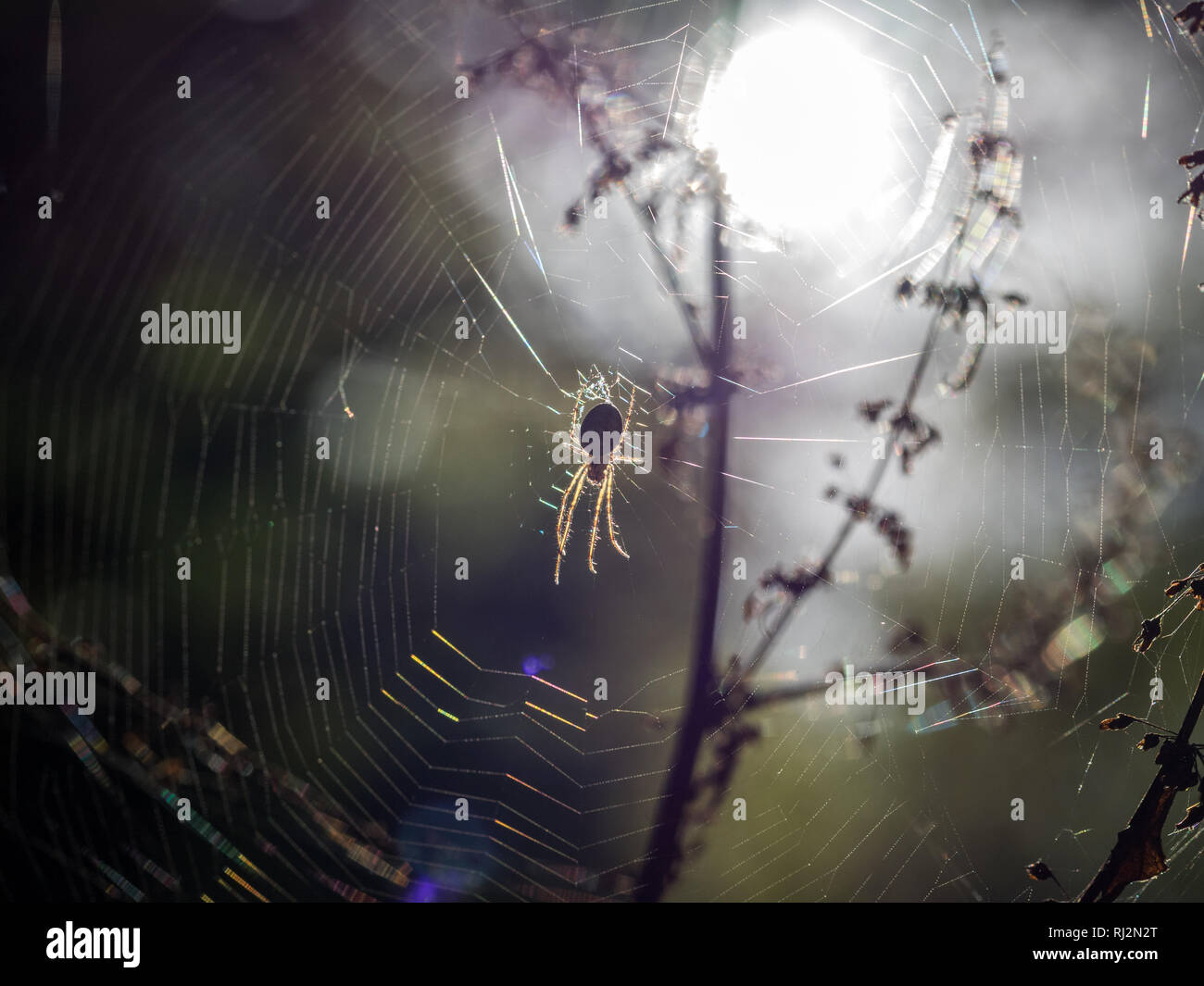 A Cardinal spider Tegenaria parietina waiting in the centre center of the silk web between twigs and branches back lit shot into the light in autumn Stock Photo