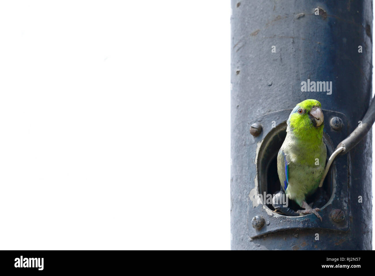 Pacific parrotlet (Forpus coelestis), individual perched at the entrance of his improvised nest in the city pole Stock Photo