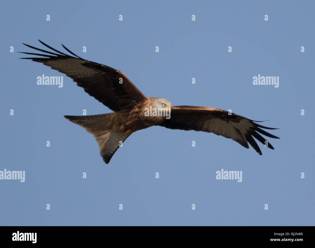 Red Kite (Milvus milvus) Stock Photo