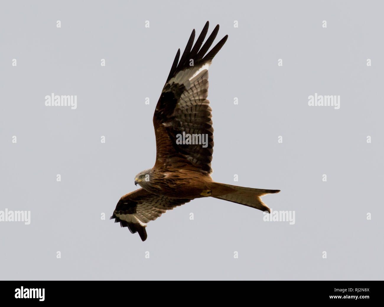 Red Kite (Milvus milvus) Stock Photo