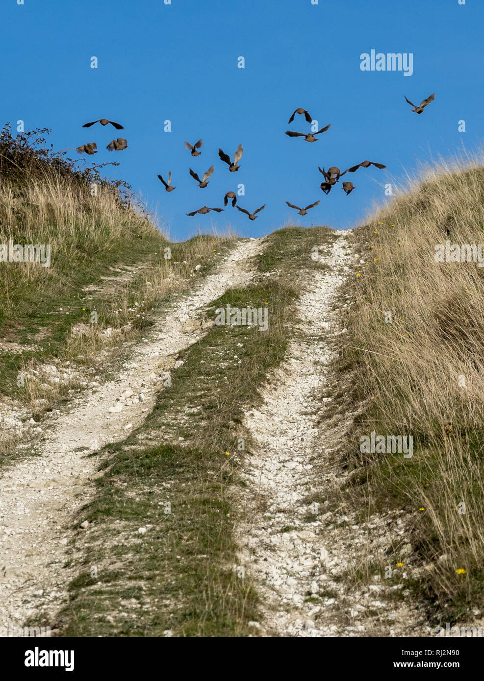 A flock of pheasants taking off escaping from brow of hill into a clear blue autumn sky with track path road leading into frame, UK Stock Photo