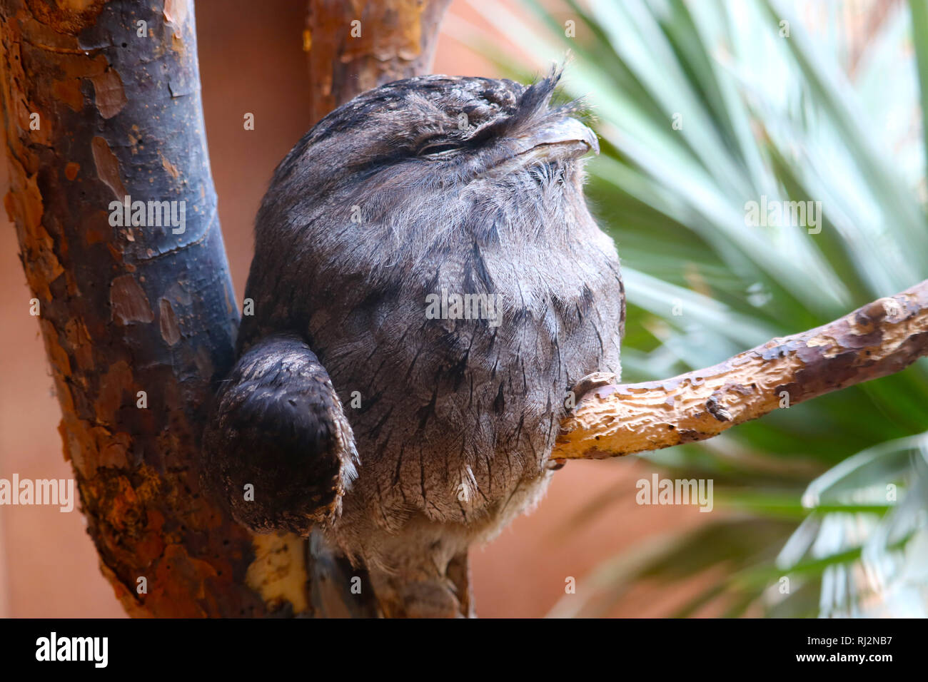 Tired tawny frogmouth (podargus strigoides) in side view roosting on a branch Stock Photo