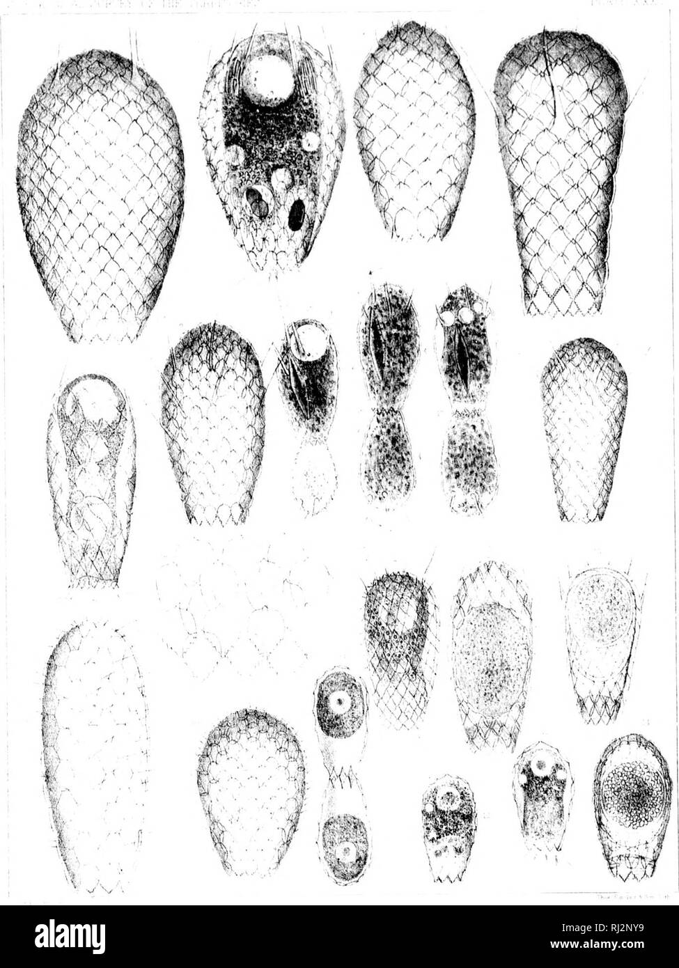 Fresh Water Rhizopods Of North America Microform Rhizopoda Fresh Water Fauna Rhizopodes Faune D Eau Douce W I L Quot Xxa Quot Ft A I V R R Ii T R Gt 3 P Lol A T Li A