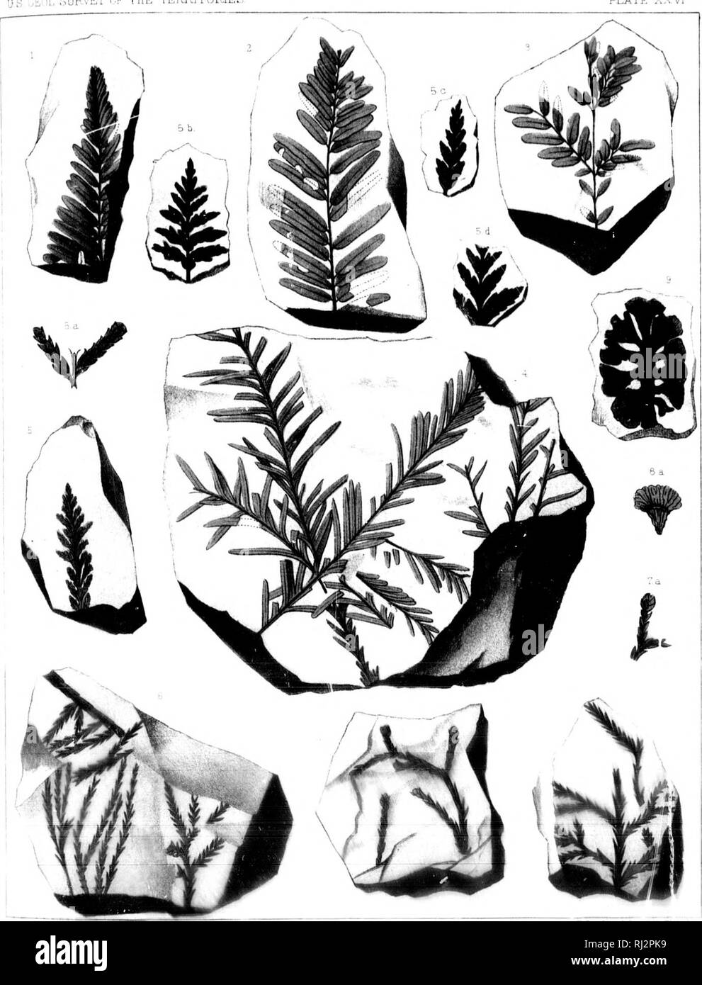 . The later extinct floras of North America [microform]. Paleobotany; Paléobotanique. )S GEOL ;.^UKVEY CF THE TERRITORIES: I'lJKTlARY PLATE XXVI. T 8inclau iSc: Sith *l 1-vlj. Please note that these images are extracted from scanned page images that may have been digitally enhanced for readability - coloration and appearance of these illustrations may not perfectly resemble the original work.. Newberry, J. S. (John Strong), 1822-1892; Hollick, Arthur, 1857-1933. Washington : G. P. O. Stock Photo