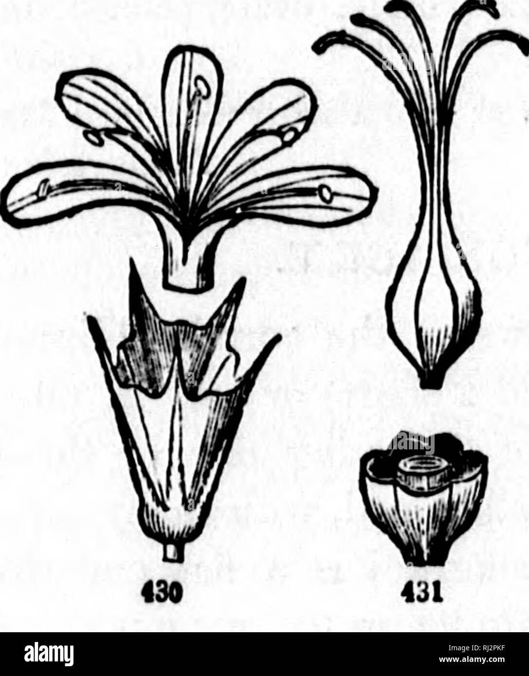 . How plants grow [microform] : a simple introduction to structural botany : with a popular flora, or an arrangement and description of common plants, both wild and cultivated : illustrated by 500 wood engravings. Botany; Botanique. POPULAR FLORA. 173. 428 Pn- blU on tlia 67. LEADWORT FAMILY. Order PLUMBAGINACEiE. Familiar to us in two plants only, viz. Marsii-Rosemary on the coast, and Thrift in gardens; known by having a dry and scaly funnel-shaped calyx, and 5 petals united only at their base, with a stamen before each, and 5 styles on a single one-seeded ovary. Flowers (rose-color) in a ro Stock Photo