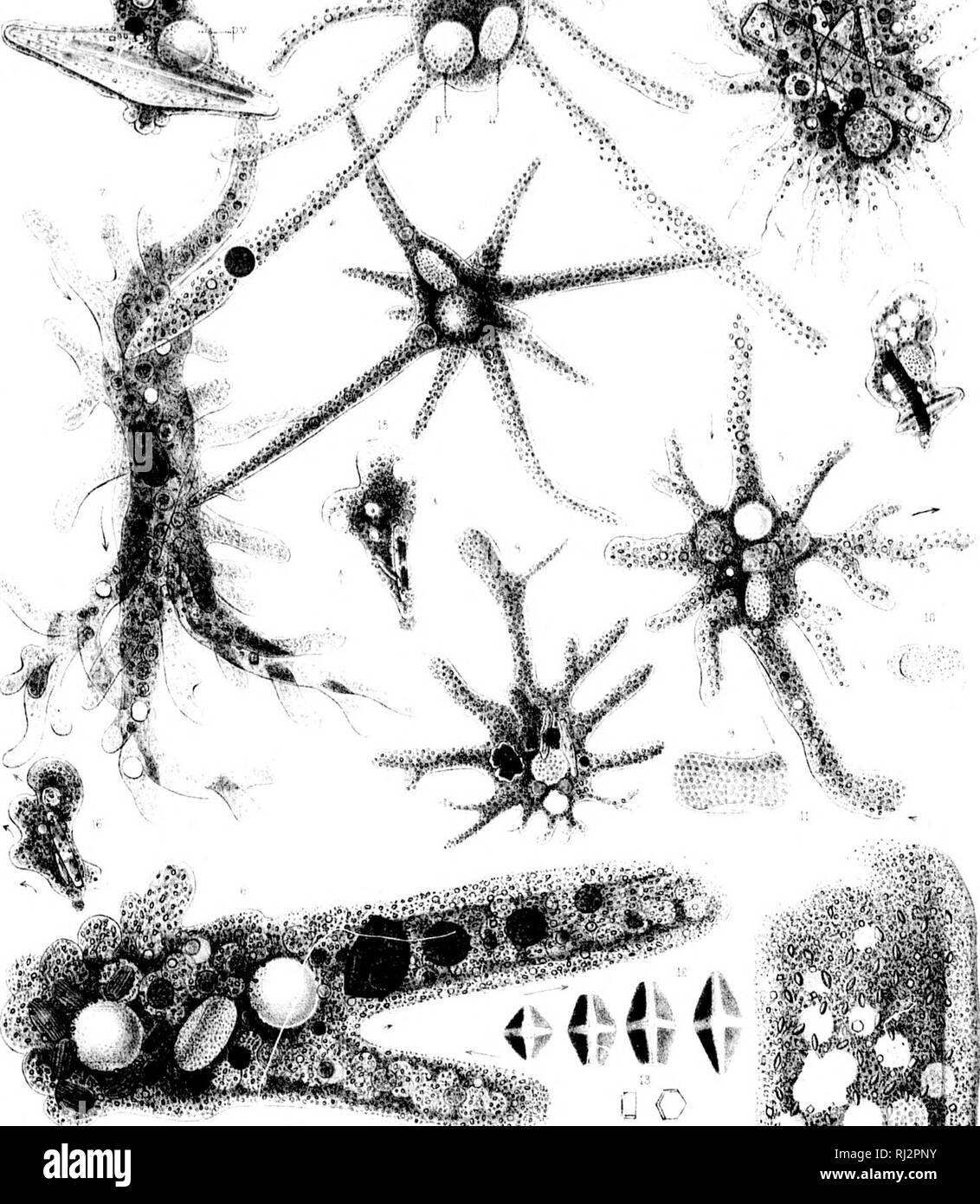 . Fresh-water rhizopods of North America [microform]. Rhizopoda; Fresh-water fauna; Rhizopodes; Faune d'eau douce. swiiggp : Hiu.imr-t. Sun. l.&gt;th AMOEBA I'i-JO'rKUS. Please note that these images are extracted from scanned page images that may have been digitally enhanced for readability - coloration and appearance of these illustrations may not perfectly resemble the original work.. Leidy, Joseph, 1823-1891. Washington : G. P. O. Stock Photo