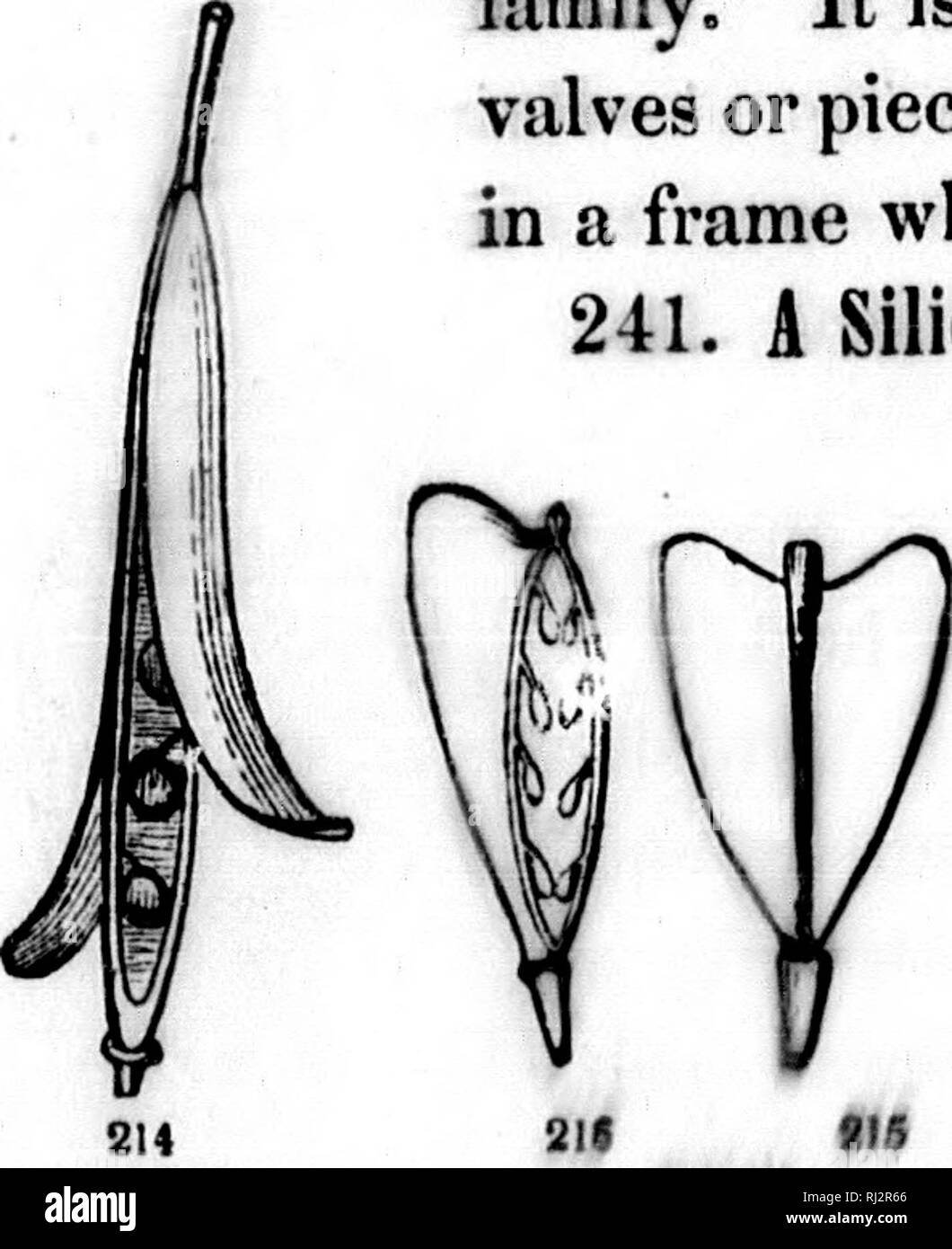 . How plants grow [microform] : a simple introduction to structural ...