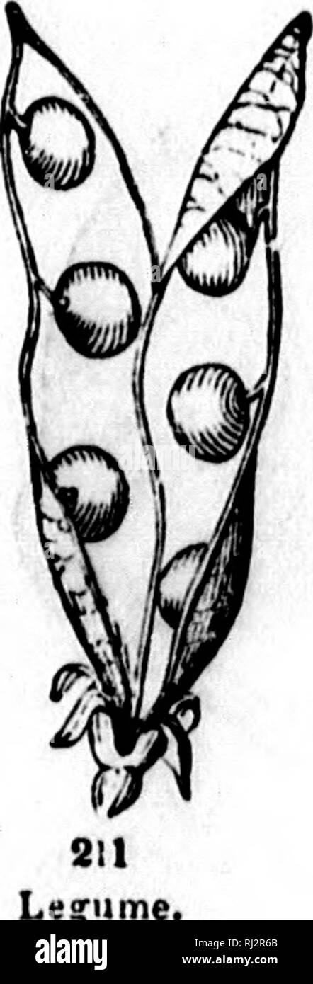 . How plants grow [microform] : a simple introduction to structural ...