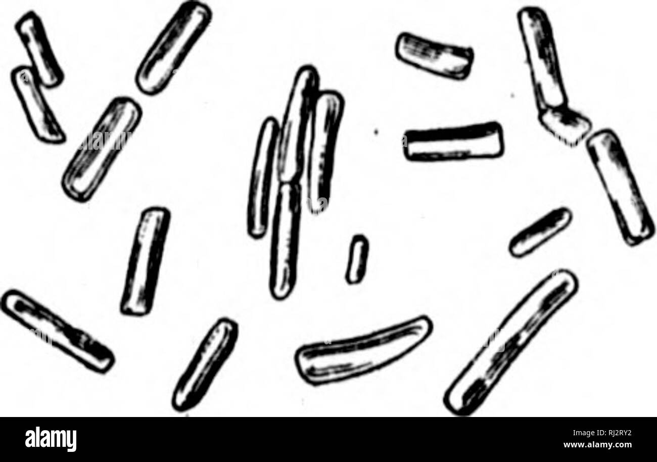 Humus microscope hi-res stock photography and images - Alamy