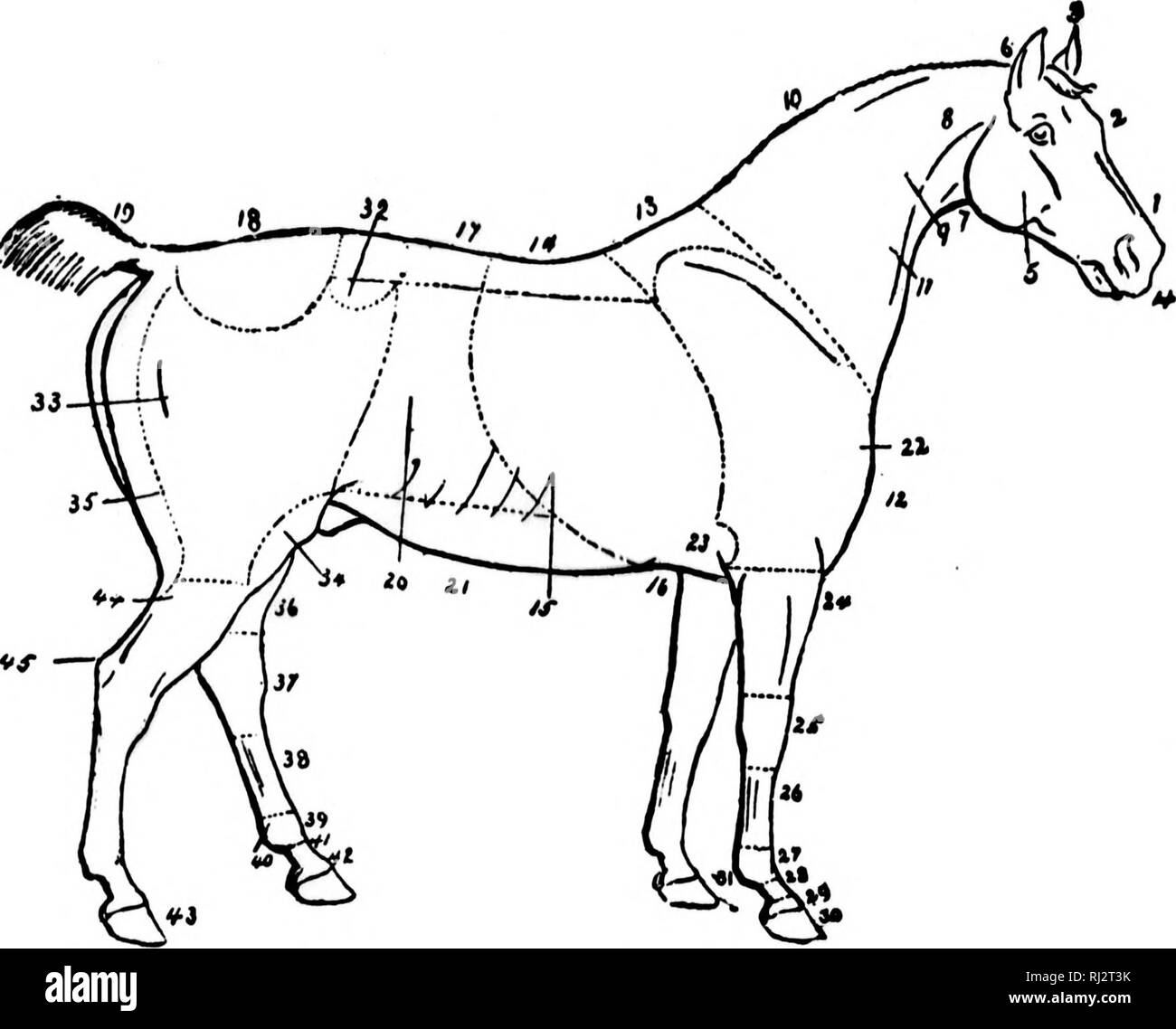 . Practical agriculture [microform]. Agriculture; Agriculture. 124 AGRICULTURE. I] &lt;C^. Fig. 68. The External Parts of the Horse. I. 3. 3- 4- 5- 6. 7- 8. 9- lo. II. 12. 13- 14. 15- 16. 17- 18. 19. 20. 21. 22. 23- Face. P'orehead. Ears. Muzzle. Cheek or fowl. Poll. Throat. Aarotid. Neck. Crest. Jugular Channel or Furrow. Hreast. Withers. Pack. Ribs. Girth. Loins. Croup. Dock. Flank. Belly. Point of shoulder. Elbow. 24. 25. 26. 27- 28. 29. 30- 3&gt;- 32- 33- 34- 35- 36. 37- 38 39- 40. 41. 42. 43- 44. 45« Forearm. Knee. Canon or shank. Fetlock joint. Pastern. Coronet. Foot. Ergot and fetlock.  Stock Photo