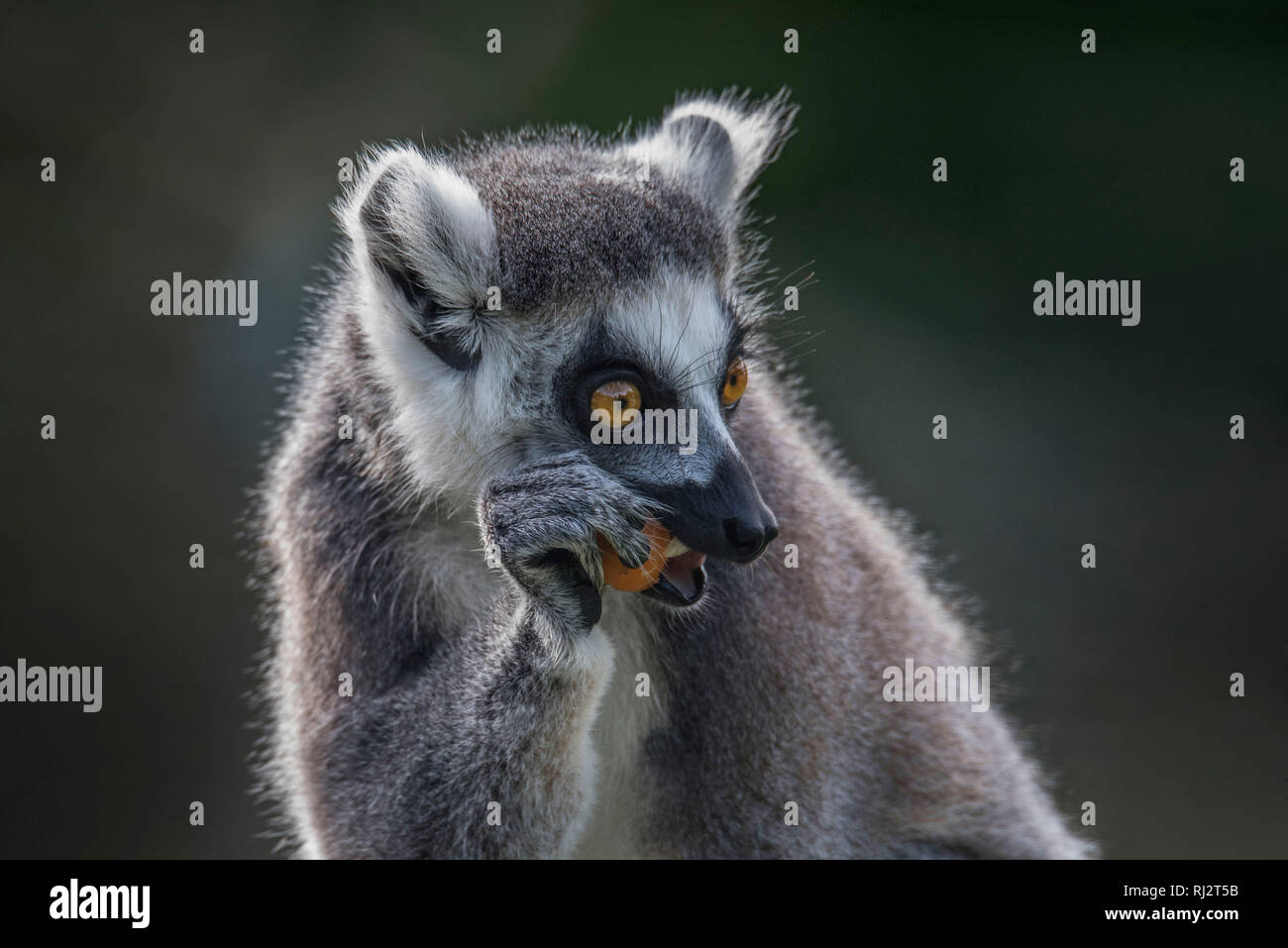 Lemur eating fruit Stock Photo