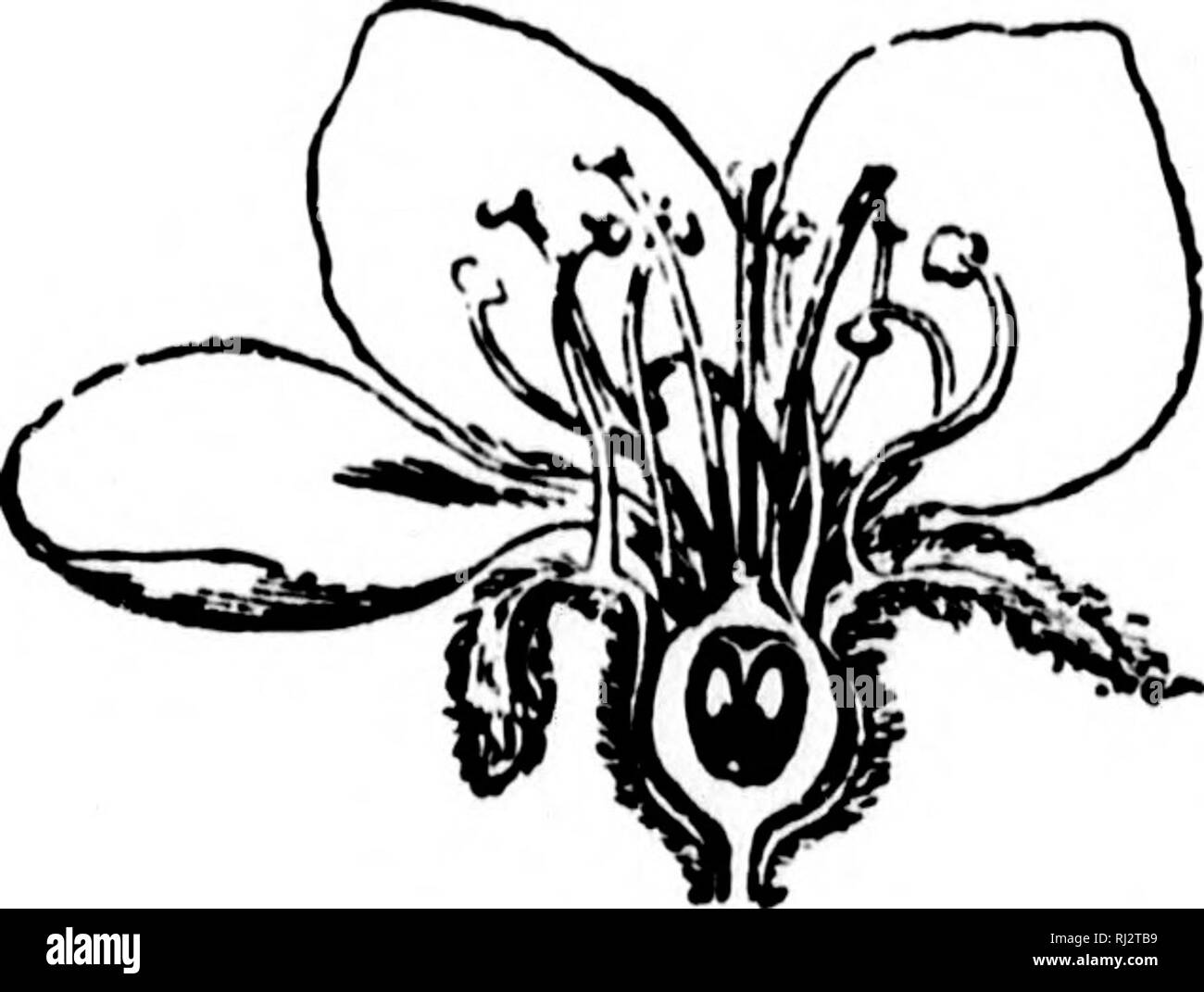 Practical Agriculture Microform Agriculture Agriculture The Apple Alet Us Take A Fair Sized Apple Of Good Shape Cut It Through As Shown In Fig 50 We See That The Stem Is Con Nected