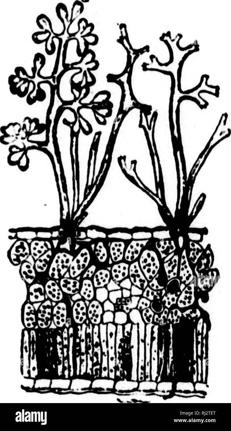 . Practical agriculture [microform]. Agriculture; Agriculture. Fig. 43.—Two forms of minute plants growing in leaves and in fruit of plants, causing disease of plants. Very mucti enlarged. seeds of disease. There are so many different forms of disease (rusts, smuts, mildews, blights, etc.) that we have not space to mention them. But we shall here give only the simplest modes of preventing disease. Smut, in growing wheat, generally comes from wheat that has grown in fields w here smut existed the year before, that is, the wheat when sown had the spores of smut already in the grain. The disease  Stock Photo