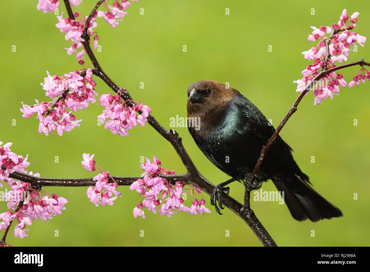 A male Brown-headed Cowbird among Redbud blossoms. Stock Photo