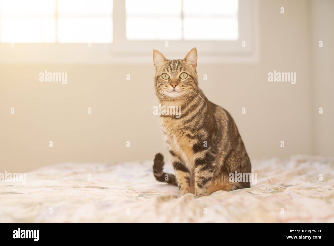 Beautiful short hair cat lying on the bed at home Stock Photo
