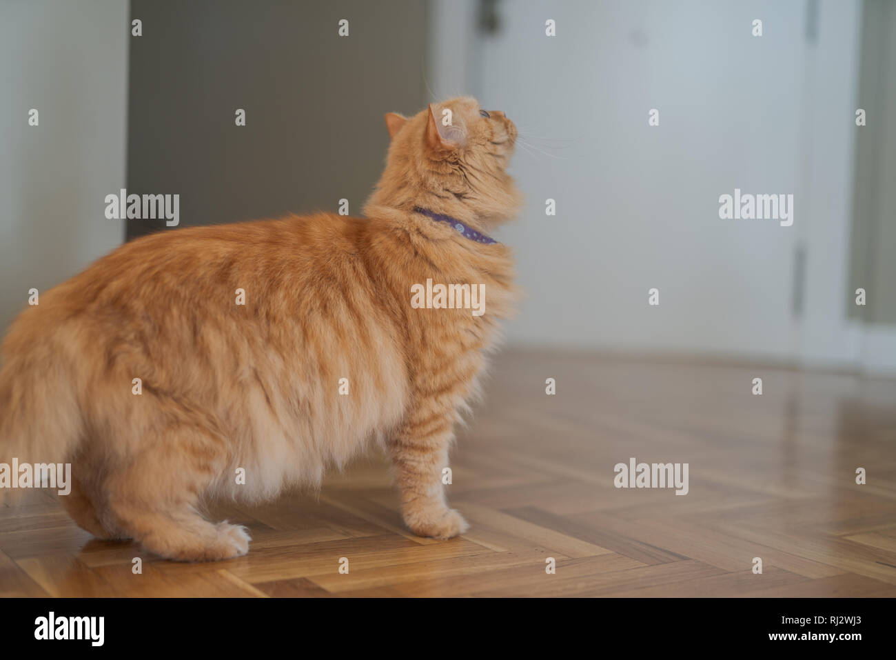 Domestic long haired cat wall hi-res stock photography and images - Alamy