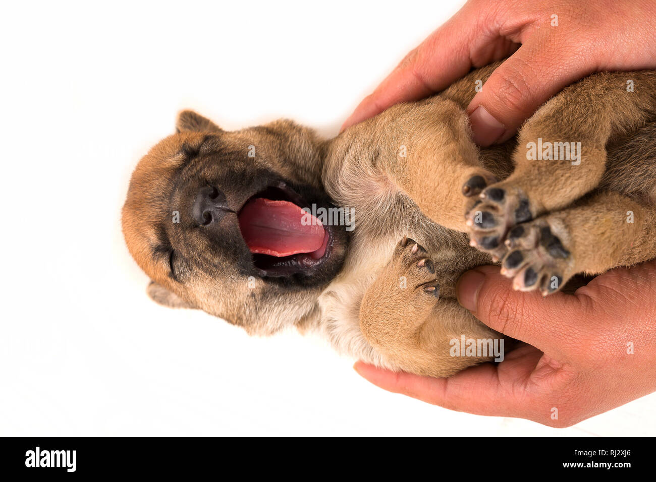 newborn puppy yawning isolated on white background Stock Photo Alamy