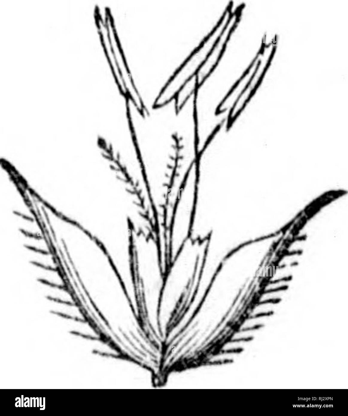 . The elements of structural botany [microform] : with special reference to the study of Canadian plants, to which is added a selection of examination papers. Plant anatomy; Botany; Plantes; Botanique. '8 ELEMENTS OP STRUCTURAL BOTANY. CHAPTER XIV. li m?. p -'B i 'l' .''' 11 '( 11 i J 1 i' 11 EXAMINATION OF GLUMACEOUS PLANTS—TIMOTHY AND OTHER GRASSES. 100. Timothy. The top of a stalk of this well- known grass is cylindrical in shape, and upon examina- tion vvill be found to consist of a vast number of similar pieces compactly arranged on very short pedicels about the stalk as an axis. Carefull Stock Photo