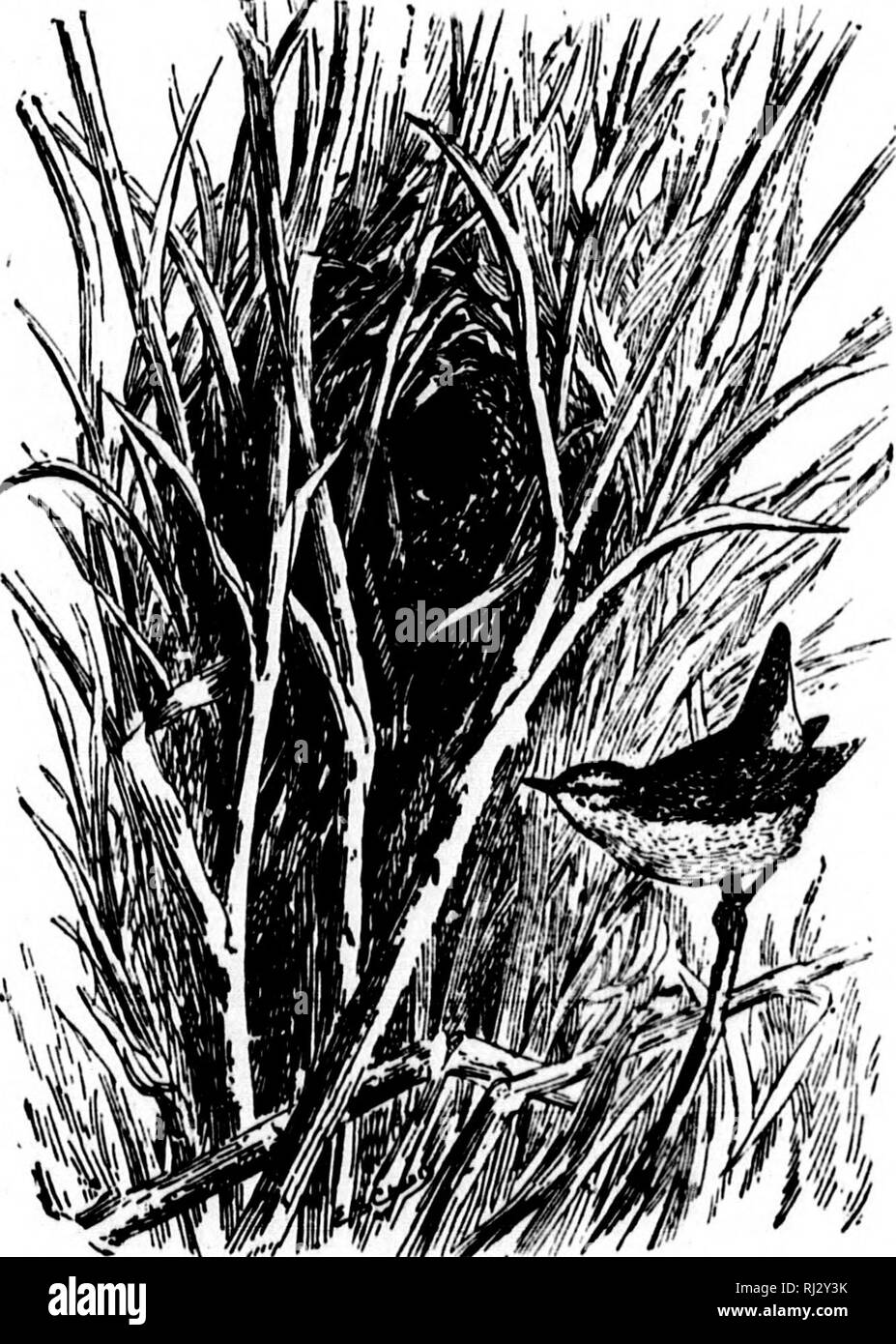 . Nests and eggs of North American birds [microform]. Ornithology; Birds; Ornithologie; Oiseaux. 722a. WESTERN WINTER WREN. Troglndytrs hinnalis paciftcus Balrd. Geog. DIst.—Pacific coast region from Sitka to Southern California; south in winter to Western Mexico; east to Eastern Oregon, Nevada, etc. This subspecies breeds from the southern coast ranges of California north to Sitka. Habits, nesting and eggs like those of T. hicmaUs of the East. Eggs .60x.48. 723. ALASKAN WREN. Troglodyten alnscensls Balrd. Geog. DIst.—Aleutian and Prlbilof Islands, Alaska. &quot;In a small collection of birds' Stock Photo