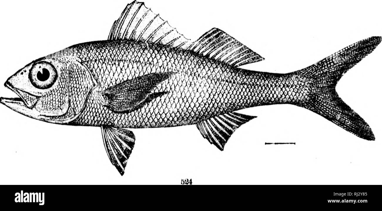 . The fishes of North and Middle America [microform] : a descriptive catalogue of the species of fish-like vertebrates found in the waters of North America, north of the Isthmus of Panama. Fishes; Fishes; Poissons; Poissons. â yÂ£i. 523. ApIUON MACHOI'HTHAI.Mrs. (P. 12K0.) 524. Etelis OCUI.ATLS. (P. 1282.^. Please note that these images are extracted from scanned page images that may have been digitally enhanced for readability - coloration and appearance of these illustrations may not perfectly resemble the original work.. Jordan, David Starr, 1851-1931; Evermann, Barton Warren, 1853-1932. Wa Stock Photo