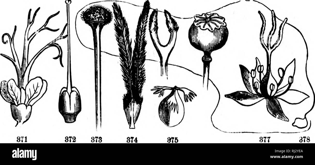 . Class-book of botany [microform] : being outlines of the structures ...