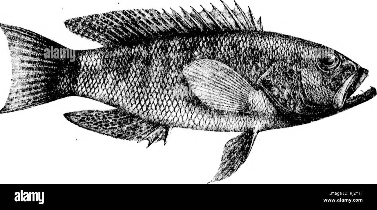 . The fishes of North and Middle America [microform] : a descriptive catalogue of the species of fish-like vertebrates found in the waters of North America, north of the Isthmus of Panama. Fishes; Fishes; Poissons; Poissons. 501 ''^'^^^^^ &quot;^ISÂ»i. â &quot;^wv^^Aiii^^LJi: 5(Â«. 503 501. CkXTUoI'KISTKS Pim.ADKLIMIICrS. (I*. 1201.) 502. Dll'MXTIUIM I OKMOSU.M. (I', 1207.) 50:i. ruiKS IMLI.Kin. (P. 1213.) â Â»f. Please note that these images are extracted from scanned page images that may have been digitally enhanced for readability - coloration and appearance of these illustrations may not p Stock Photo