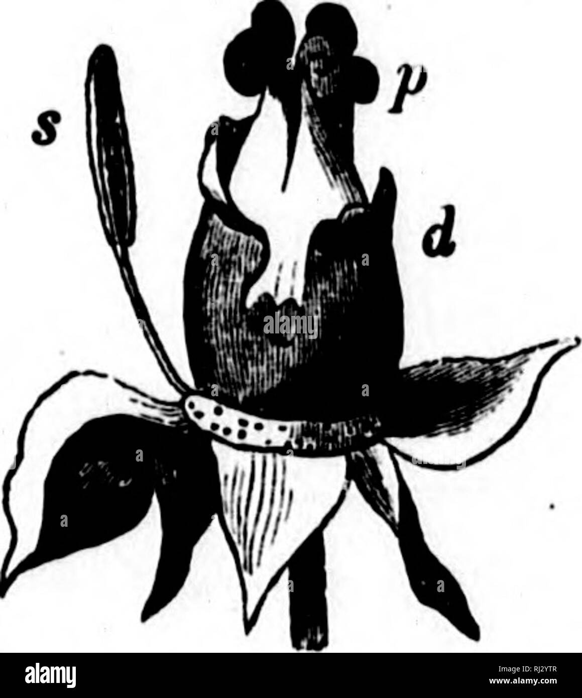 . Class-book of botany [microform] : being outlines of the structures ...