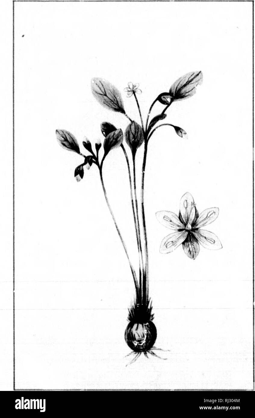 . Wild flowers of Canada [microform]. Wild flowers; Flowers; Botany; Fleurs sauvages; Fleurs; Botanique. Wl — 219 GALAX-LEAVED SHORTIA. SHOflTIA aALACIFOLI*. JUNf. — 520 — UMBCLLED SPRING BEAUTY CLAvrONIA UMBELLATA.. Please note that these images are extracted from scanned page images that may have been digitally enhanced for readability - coloration and appearance of these illustrations may not perfectly resemble the original work.. Iles, George, 1852-1942. Montreal : Montreal Star Stock Photo