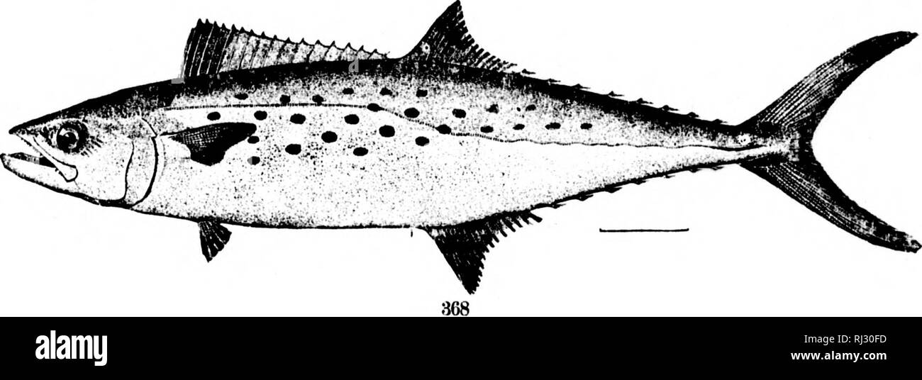 . The fishes of North and Middle America [microform] : a descriptive catalogue of the species of fish-like vertebrates found in the waters of North America, north of the Isthmus of Panama. Fishes; Fishes; Poissons; Poissons. 366. GyMNO.SARDA ALLKTERATA. (P. 869.) 367. (tKRMo alalunga. (P. 871.) 368. SCOMHEKOMOKUS MACULATES. (P. 874.). Please note that these images are extracted from scanned page images that may have been digitally enhanced for readability - coloration and appearance of these illustrations may not perfectly resemble the original work.. Jordan, David Starr, 1851-1931; Evermann,  Stock Photo