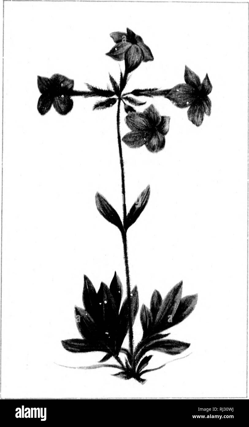 . Wild flowers of Canada [microform]. Wild flowers; Flowers; Botany; Fleurs sauvages; Fleurs; Botanique. =^ -4. -- 183 - CREEPING PHLOX. PHLOX REPTANS.. Please note that these images are extracted from scanned page images that may have been digitally enhanced for readability - coloration and appearance of these illustrations may not perfectly resemble the original work.. Iles, George, 1852-1942. Montreal : Montreal Star Stock Photo