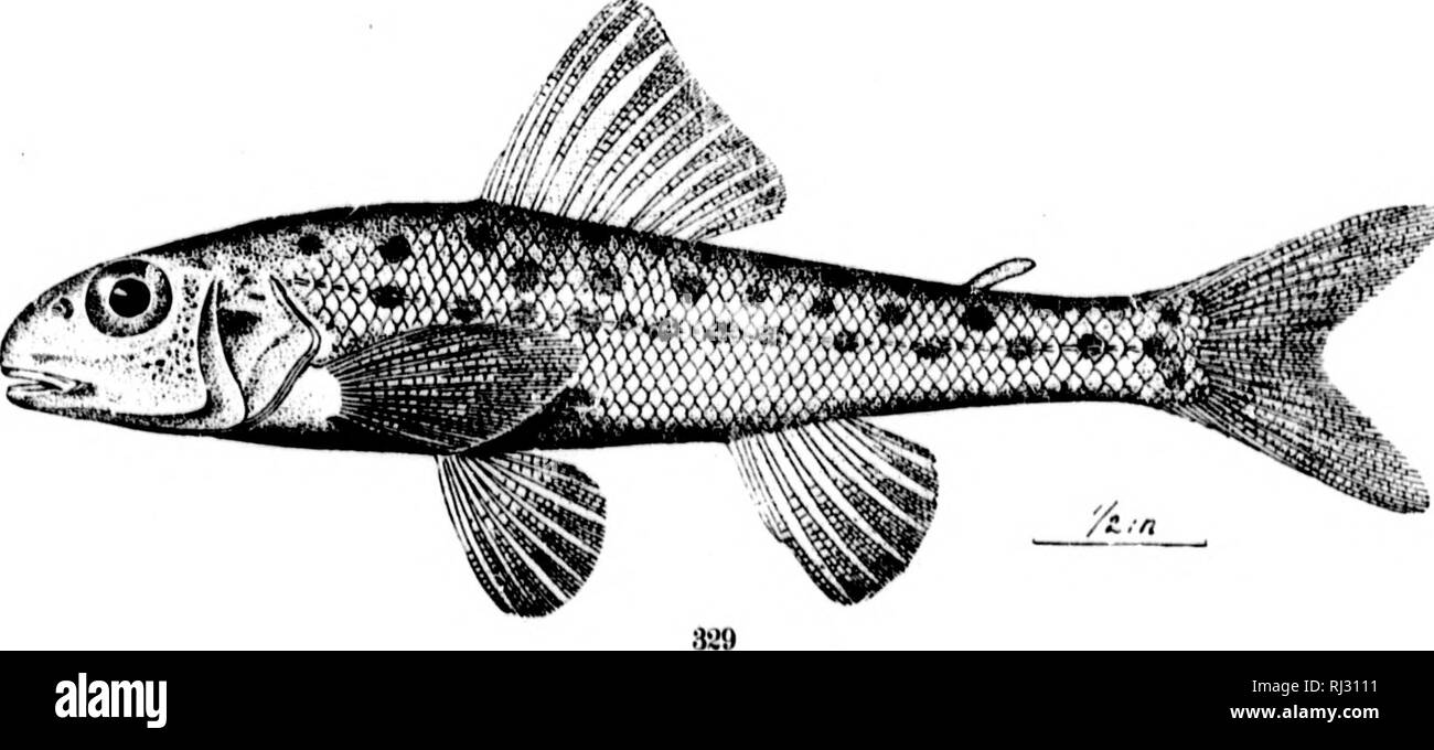. The fishes of North and Middle America [microform] : a descriptive catalogue of the species of fish-like vertebrates found in the waters of North America, north of the Isthmus of Panama. Fishes; Fishes; Poissons; Poissons. 327. HiPPocA^ii'is nuDsoNirs. (P. 777.) 328. lliri'ocA.Mi'is /.ostkk.k. {V. 778.) 329. Pkiu'oi'sis (H'Ttatils. (T. 784.) &quot;T^^r'''. Please note that these images are extracted from scanned page images that may have been digitally enhanced for readability - coloration and appearance of these illustrations may not perfectly resemble the original work.. Jordan, David Star Stock Photo