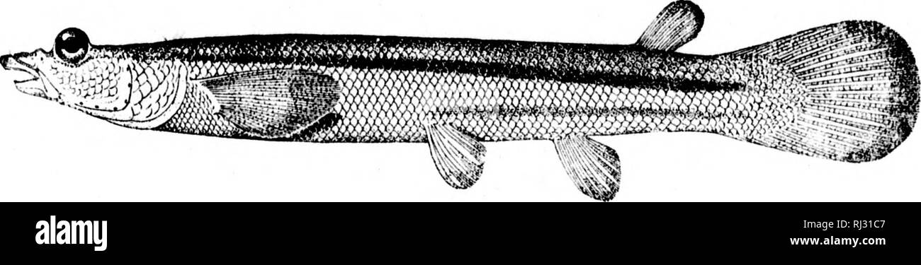 . The fishes of North and Middle America [microform] : a descriptive catalogue of the species of fish-like vertebrates found in the waters of North America, north of the Isthmus of Panama. Fishes; Fishes; Poissons; Poissons. y^i^%^ M-^ iiU44'-l?5 S fE&amp;^ 290a. 3(X) 299. Gammusia afkinis; male. ( 680.) 299a. Gamuusia affinis; female. (P. 680.; 300. Anaiu.ei'.s dovii. (P. 685.). Please note that these images are extracted from scanned page images that may have been digitally enhanced for readability - coloration and appearance of these illustrations may not perfectly resemble the original w Stock Photo