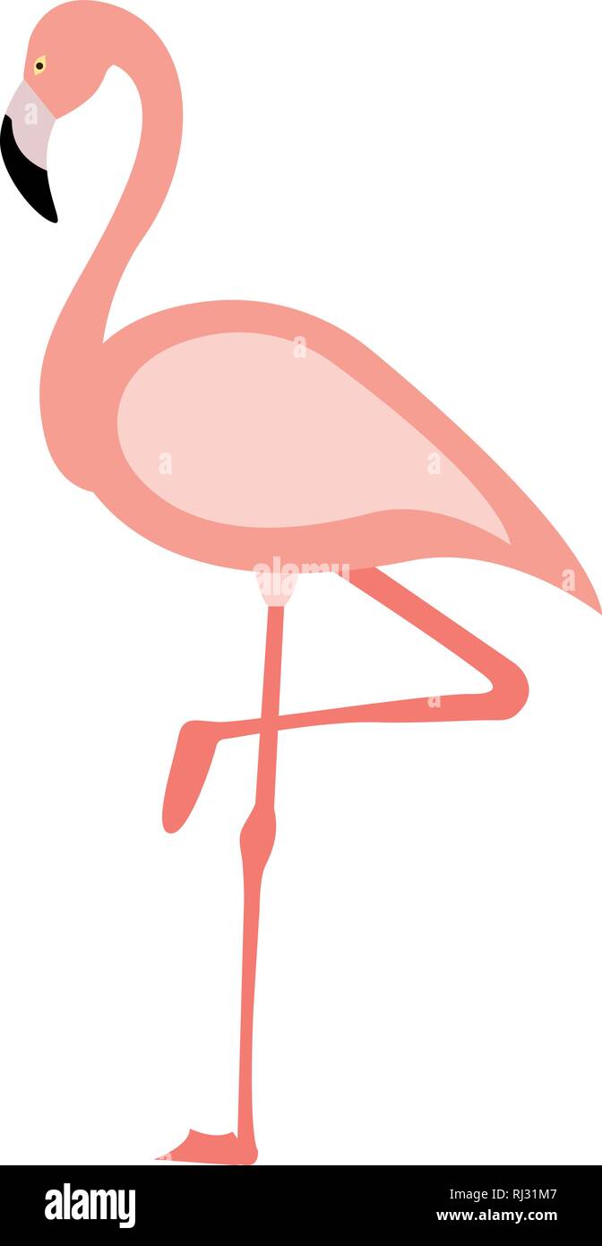 Flamingo in flat.style. Vector illustration isolated on white Stock ...
