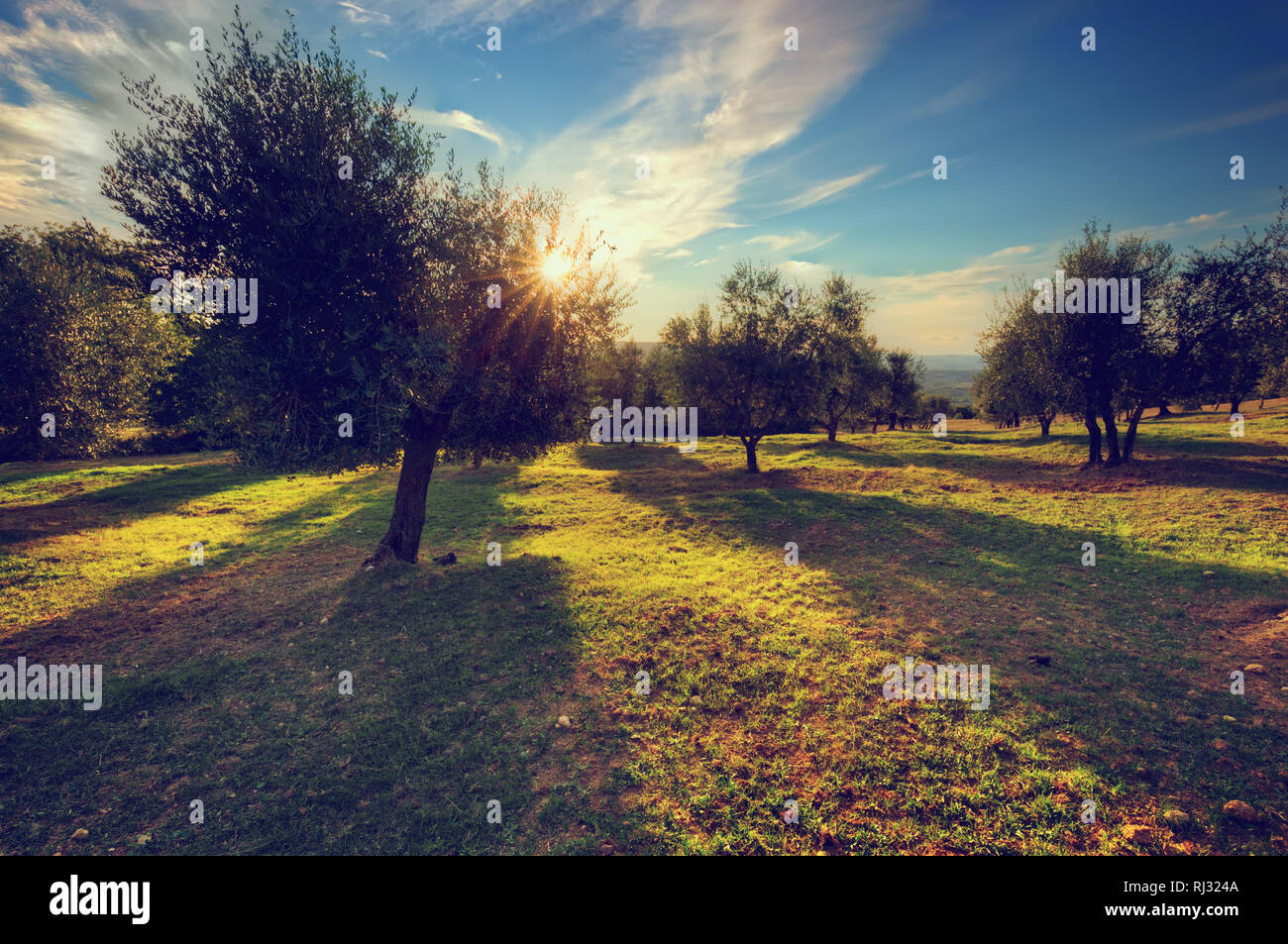 Olive trees in Tuscany, Italy at sunset. Sun shining through leaves. Vintage Stock Photo