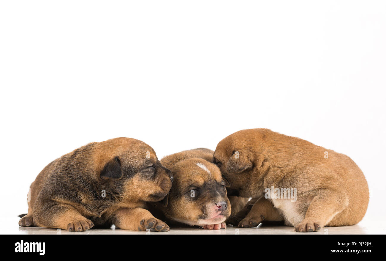 Three newborn puppies isolated on white background Stock Photo - Alamy