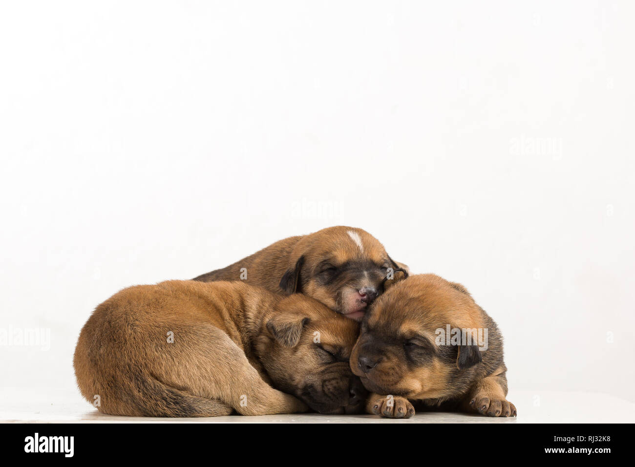 Three Newborn Puppies Isolated On White Background Stock Photo Alamy